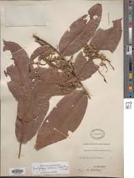 Image result for Dactyladenia