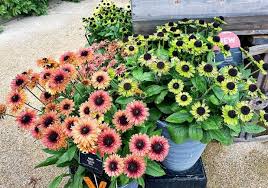 Image result for Rudbeckia