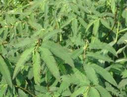 Image result for Aeschynomene indica