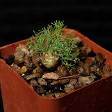 Image result for Lycopodiella sarcocaulon