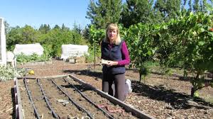 However, you are wrong if you think the same method will protect your garden forever. How To Keep Birds Away From The Garden Youtube