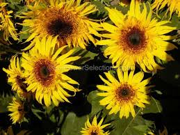 Maybe you would like to learn more about one of these? Baby Bear Sunflowers Sunflowerselections Com