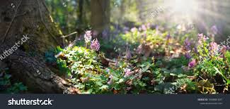 4,088 Nature Porn Images, Stock Photos, and Vectors | Shutterstock