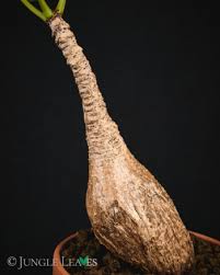 Image result for Phyllanthus mendesii