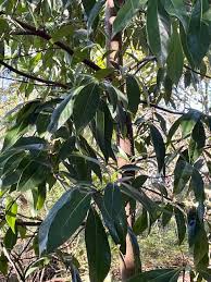 Image result for Actinodaphne