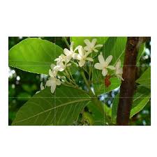 Image result for Holarrhena