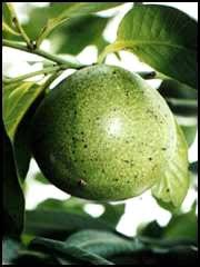 Native to eastern mexico, the caribbean, central america and parts of columbia, black sapote is also aptly referred to as chocolate pudding fruit for its flavor, color and texture upon ripening. Black Sapote Tree 3 Gallon Grafted Blac10