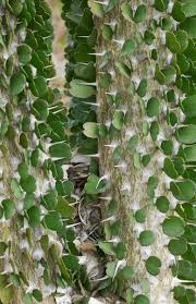 Image result for Rhynchosia alluaudii