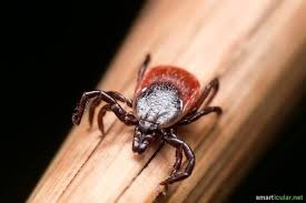 Naturliche Zeckenabwehr Bei Hunden Besser Fur Natur Und Tier Zeckenbiss Zeckenschutz Hund Zecken