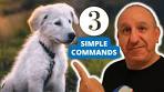 How to teach your puppy basic commands