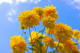 Image result for Rudbeckia laciniata