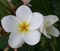 Image result for Plumeria rubra