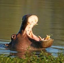Less money, less time, less hassle, less stress,but a. Big Search For Harpo The Hippo Kormorant