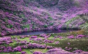 Dangerous Beauty Rhododendron Forest Bay Lough Ireland Rhododendrons Are An Invasive Plant Species That Was Brought Rhododendron Scenery County Waterford