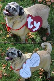 Diy Beanie Baby Pet Costume Tutorial And Template True Blue Me You Diys For Creatives