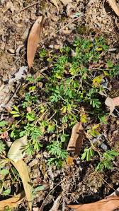 Image result for Indigofera circinella