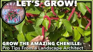 Image result for Acalypha