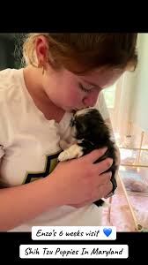 6 Week Old Shih Tzu and Yorkie Puppies