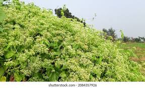Image result for Mikania cordata