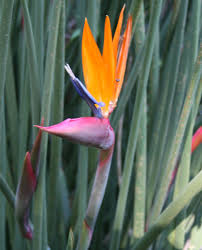 Bird Of Paradise Propagation From Seed Strelitzia Juncea Narrow Leaved Bird Of Paradise Crane Flower Birds Of Paradise Plant Birds Of Paradise Flowers