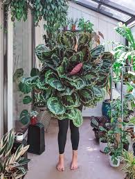 24 Indoor Plant Decor Ideas From The Nursery To Kitchen In 2020 Plants Plant Decor Indoor Indoor Plants