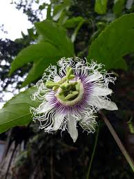 Image result for Passiflora edulis