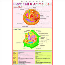All animal cells are made up of various different although most animal cells are far too small to be seen without a microscope, some are much larger. Ultra Structure Of Plant Animal Cell At Lowest Price In Delhi Manufacturer Supplier Exporter