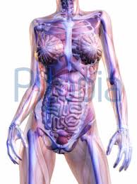 Der bauch von kiel is rated accordingly in the following categories by tripadvisor travellers: Bildagentur Pitopia Bilddetails Human Anatomy 3quarks Bild 1363479 Anatomie Skelett Mensch Innen Innereien Knochen Wirbelsaule Bauch 3d Illustration Frau Korper Medizin Gesundheit Organismus Biologie Brust Wissenschaft Glasern