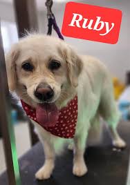 Auntie Em's Doggie Services...