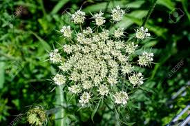 See full list on thekitchn.com Many Delicate White Flowers Of Anthriscus Sylvestris Wild Perennial Stock Photo Picture And Royalty Free Image Image 157057734