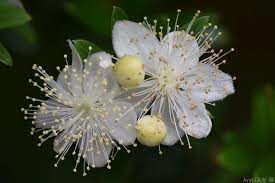 Myrtus Communis Myrtus Communis Commonly Known As The Common Myrtle It Is An Evergreen Shrub Native To Mediterranean Evergreen Shrubs Plants Eden Project