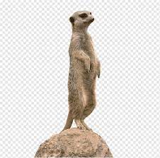 Cartoonbär clipart, grafik, illustration, bild gratis. Tiere Png Pngwing