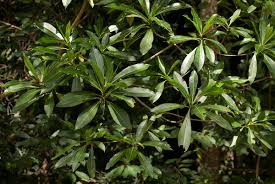 Image result for Rauvolfia afra