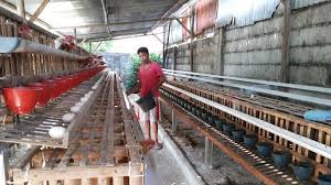 Check spelling or type a new query. Permintaan Tinggi Rizky Buka Ternak Ayam Elba Kampung Petelur Bangka Pos
