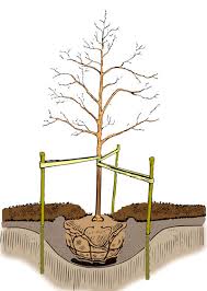 It differs from the transplantation of larger trees in arboriculture. Planting A Tree