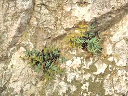 Image result for Pellaea angulosa