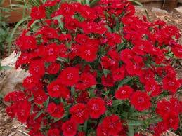 Maybe you would like to learn more about one of these? 2014 Here We Come Portfolio Red Perennials Patio Flowers Full Sun Perennials