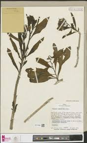 Image result for Schizozygia coffaeoides