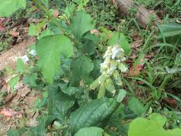 Image result for Crotalaria verrucosa