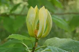 Image result for Massularia acuminata