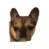 Find gifs with the latest and newest hashtags! Doge Coin Sticker By Pyoga Lab