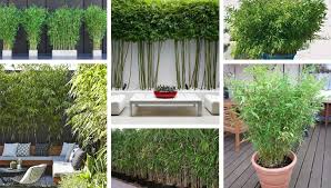 We did not find results for: Bamboo The New Trend For Your Garden My Desired Home