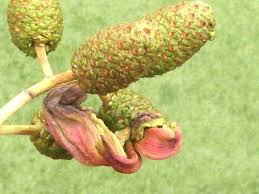 Image result for Tinnea galpinii