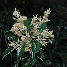 Image result for Tarchonanthus camphoratus