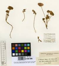 Image result for Oxalis anthelmintica