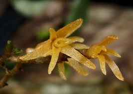 Image result for Taeniophyllum