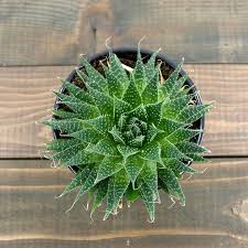 Image result for Xyris aristata