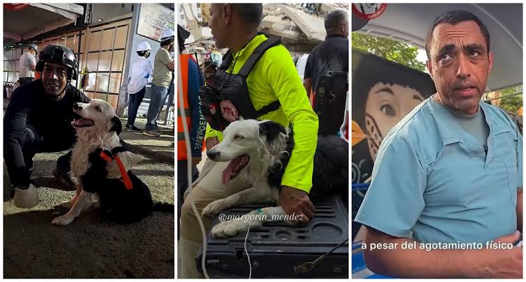 Tsunami: el perro que creció en el maltrato y es héroe en la tragedia de  Venezuela