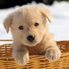 We have 7 akc german shepherd pups that will be available february 20th. Golden Shepherd Puppies For Sale Greenfield Puppies