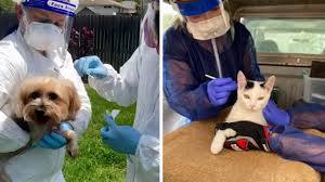 Maybe you would like to learn more about one of these? San Antonio Zoo To Distribute Zoetis Covid 19 Vaccine To Animals Abc13 Houston